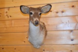 Shoulder Mounted White-Tailed Albino Doe