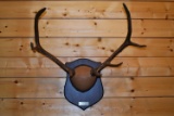 3x4 Wyoming Rocky Mountain Elk Horns on Plaque