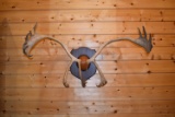 Barren Ground Caribou Horns on Plaque