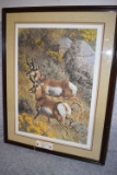 Carl Brenders – “Roaming the Plaines” Pronghorns – 93/950 – Framed & Triple Matted Print