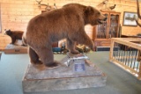 Full Body Mounted Alaska Brown Bear – 9’ 8” Tall – Mounted on Full Base w/Fish