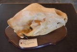Alaska Brown Bear Skull – Skull Measures 26 9/16”