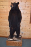 Full Body Mounted Alaska Black Bear – Mounted Standing Upright on Base