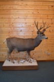 Full Body Mounted Mule Deer on Snow Covered Base