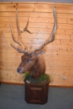 Shoulder Mounted 6x7 Rocky Mountain Elk – Mounted on Pedestal – Killed on Apache Indian Reservation