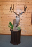 Shoulder Mounted Main Frame 5x5 Desert Mule Deer w/30” Spread and Kickers – Mounted on Pedestal