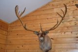 Shoulder Mounted Alaskan Caribou – Scores 374 3/8” – Scored 3rd Place in 1989 by SCI