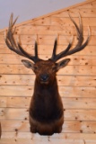 Shoulder Mounted 7x7 Rocky Mountain Elk – Killed on Apache Indian Reservation