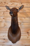 Shoulder Mounted Rocky Mountain Elk Cow