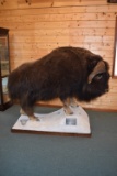 Full Body Mounted Record Book Muskox – B&C Score 97 4/8” – On Snow Base