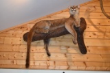 Full Body Mounted Mountain Lion – Mounted Laying on Log