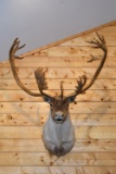 Shoulder Mounted Quebec Labrador Barren Ground Caribou
