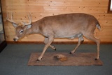 Full Body Mounted 10 Point White-Tailed Deer