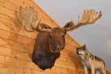 Shoulder Mounted Alaskan Bull Moose – Right Turn Mounted