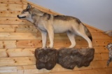 Full Body Wall Mounted Alaskan Wolf