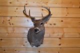 Shoulder Mounted 7 Point Coues Deer