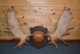 47½” Wide Shiras Moose Horns on Plaque