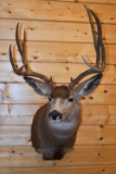 Shoulder Mounted 5x5 Mule Deer