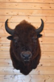 Shoulder Mounted Boone & Crockett Record American Buffalo – Killed on the Ute Indian Reservation