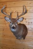 Shoulder Mounted 9 Point Kansas White-Tailed Deer