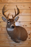Shoulder Mounted 10 Point Alberta White-Tailed Deer