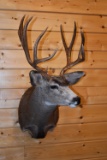 Shoulder Mounted 5x5 Alberta Mule Deer