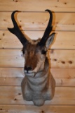 Shoulder Mounted Wyoming Antelope