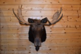 Shoulder Mounted Shiras Moose, Wyoming