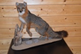 Full Body Mounted Gray Fox