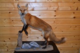 Full Body Mounted Red Fox