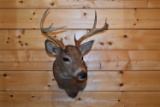 Shoulder Mounted 7 Point White-Tailed Deer