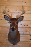 Shoulder Mounted 8 Point White-Tailed Deer