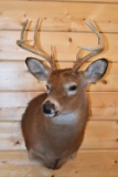 Shoulder Mounted 8 Point White-Tailed Deer