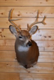 Shoulder Mounted 8 Point White-Tailed Deer