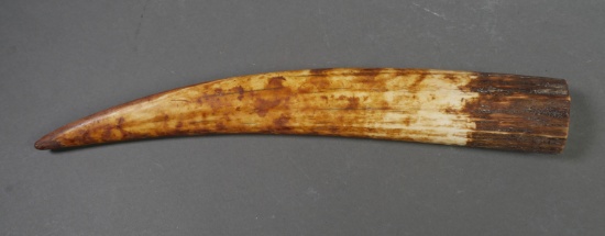 Fossil Walrus Ivory Tusk