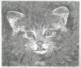 GUILLAUME AZOULAY, Kitten Etching