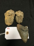 2 FOSSILS AND SHART TOOTH (X1)