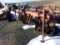 Athens 220 Levee Disc