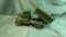 CAST IRON TOY TRUCK