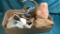 FOSSILIZED WOOD, POLISHED ROCKS AGATES AND MORE