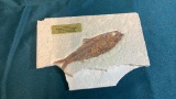 FOSSIL-DATED OVER 50 MILLION YEARS OLD