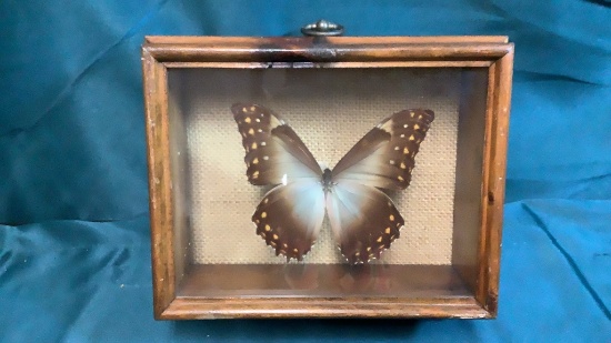 BUTTERFLY IN SHADOWBOX