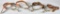 Lot of Miscellaneous Cavalry Items