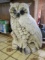 Unique Large Chalk Owl