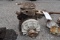 Cushman Husky Model M144, 1.5Hp Gas Engine, Not Stuck