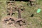 (2) Steel Wheeled Axles For John Deere 3HP Engine Cart with Braces
