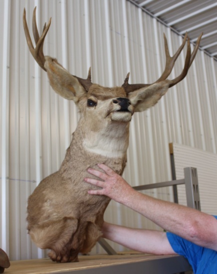 Deer mount, 10pt