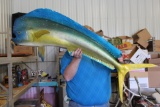 Large Hanging Fish, some fin damage