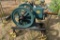 Root & Van Dervoort 4HP Gas Engine, Restored on Steel Wheel Cart,