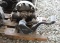 Maytag Kick Start Twin Cylinder Gas Engine, Appears Complete, On Skids